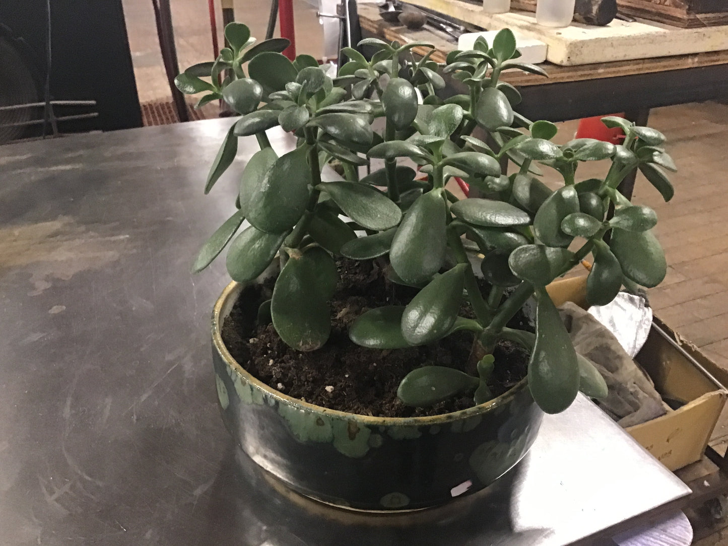 Planter with plant