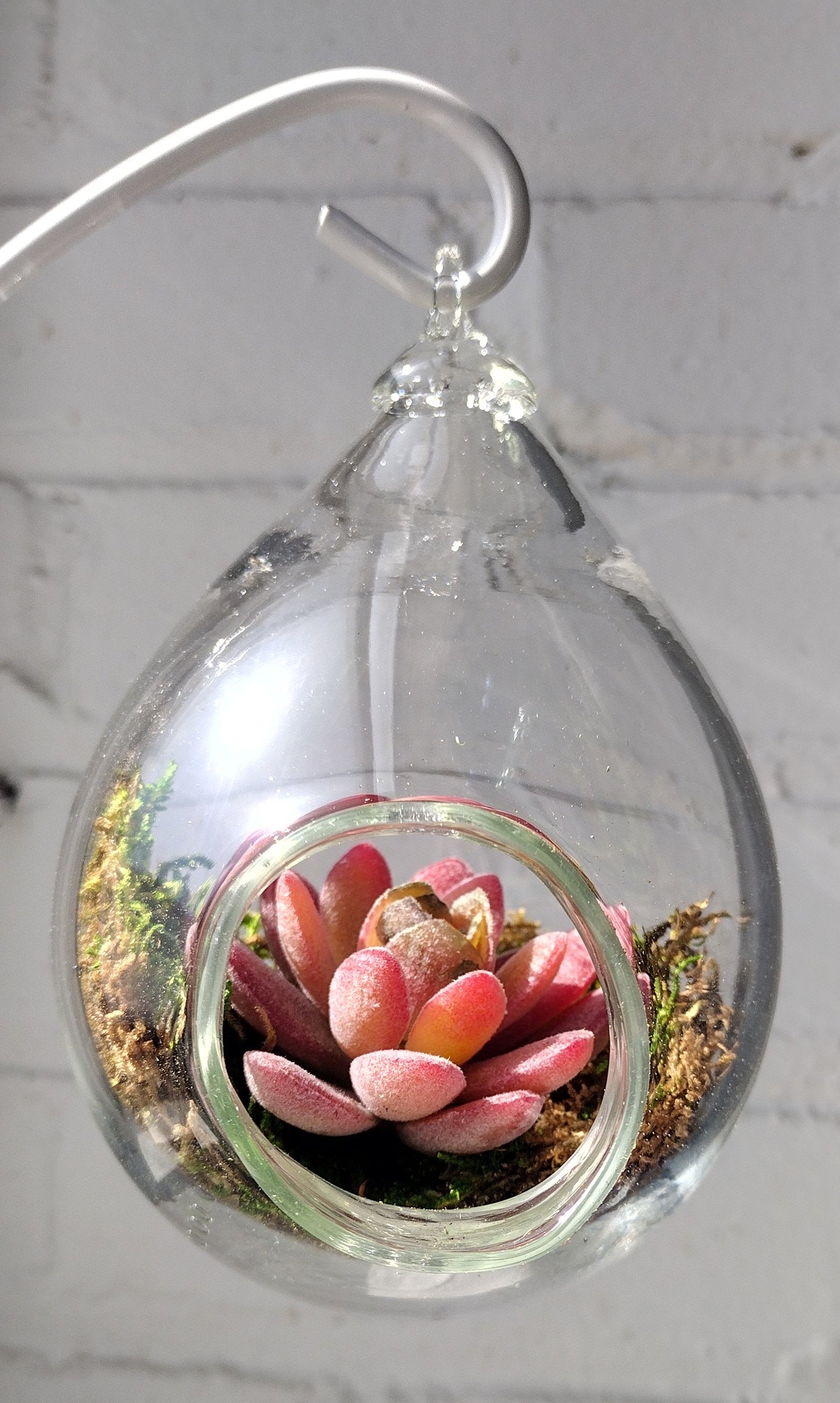 Make Your Own Terrarium