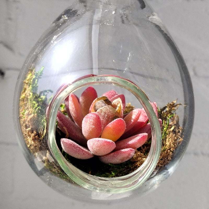 globe succulent Make Your Own Terrarium Class