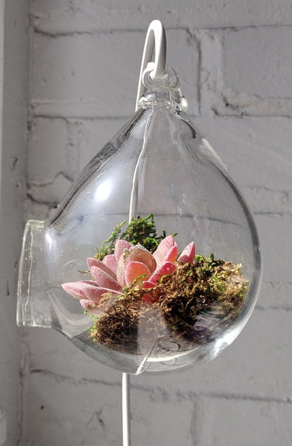Make Your Own Terrarium